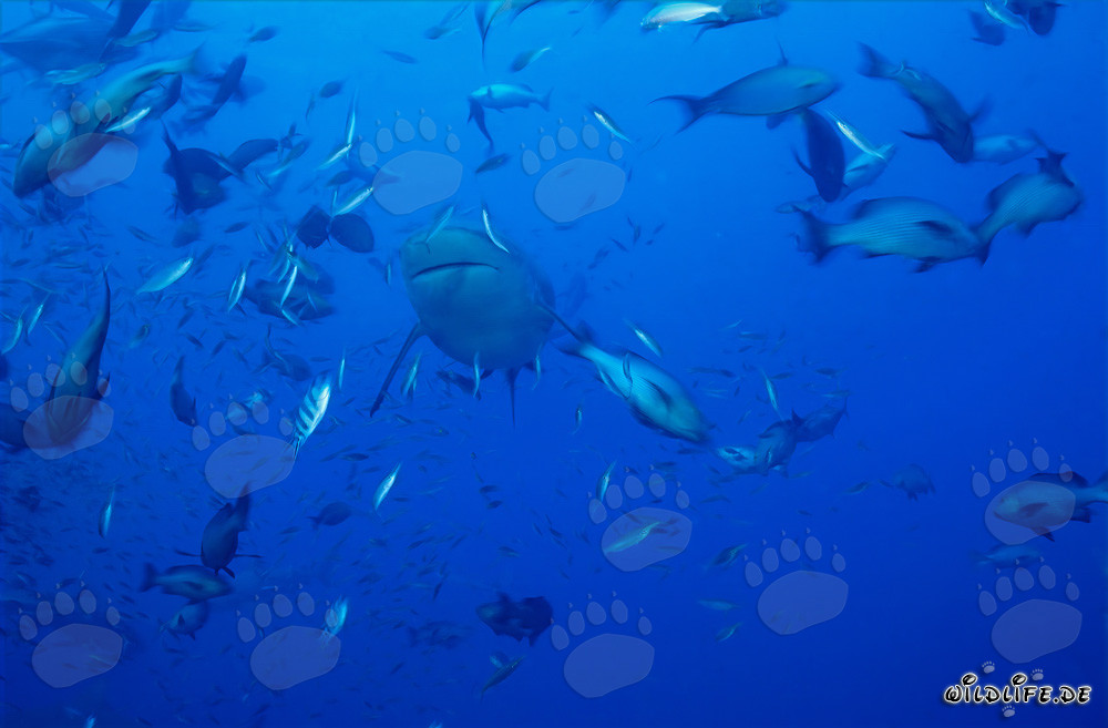 Tiburón toro rodeado de una variedad de peces
