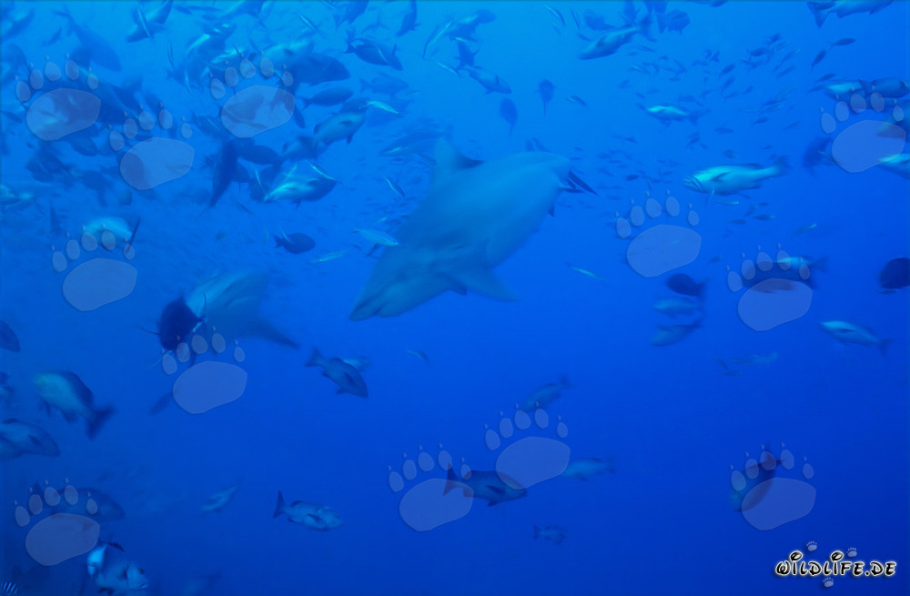 Majestic Bull Sharks swimming amidst a school of fish