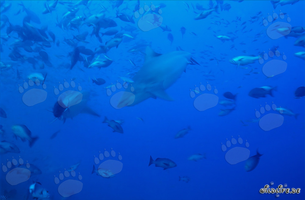 Imposante Bullenhaie schwimmen inmitten einer Fischansammlung