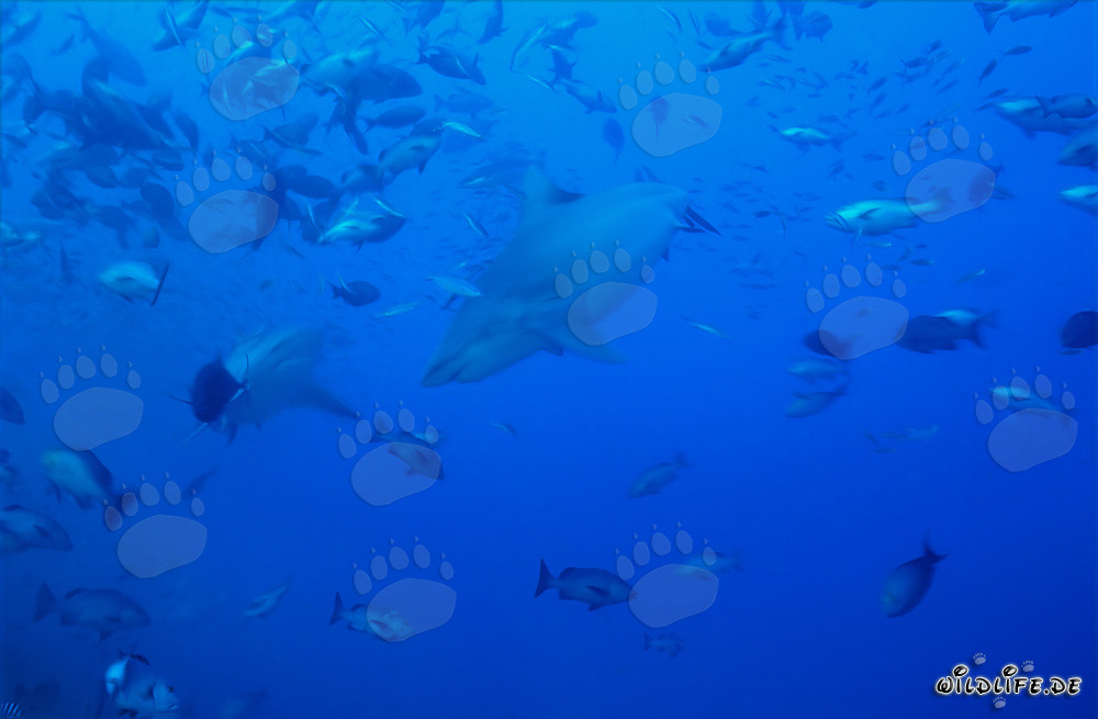 Impresionantes tiburones toro nadan en medio de un banco de peces
