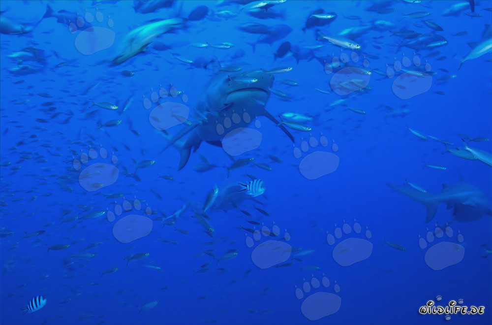 Requin taureau fascinant entouré d'une concentration de poissons