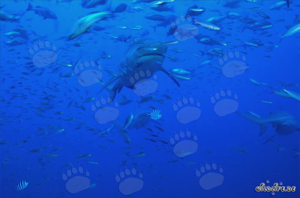 Affascinante squalo toro circondato da una concentrazione di pesci