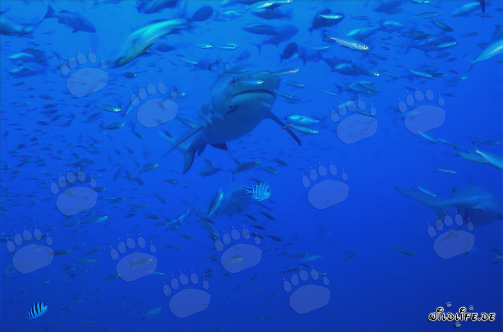 Fascinante tiburón toro rodeado de una concentración de peces