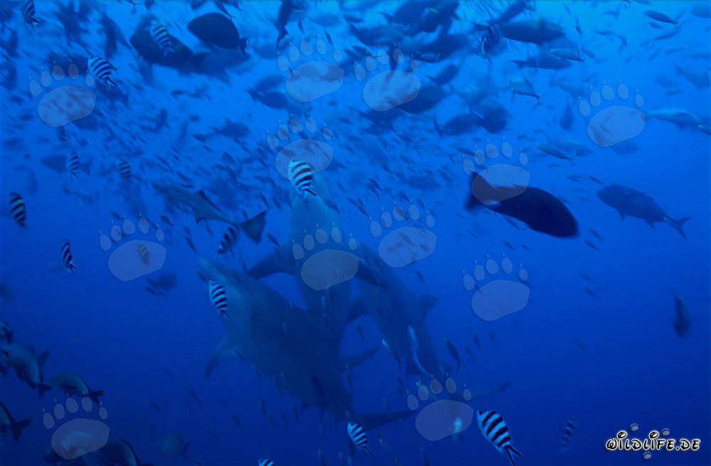 Three majestic Bull Sharks ascending vertically