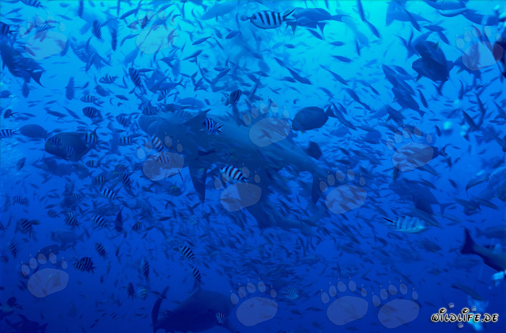 Bull shark swimming in an impressive wall of fish