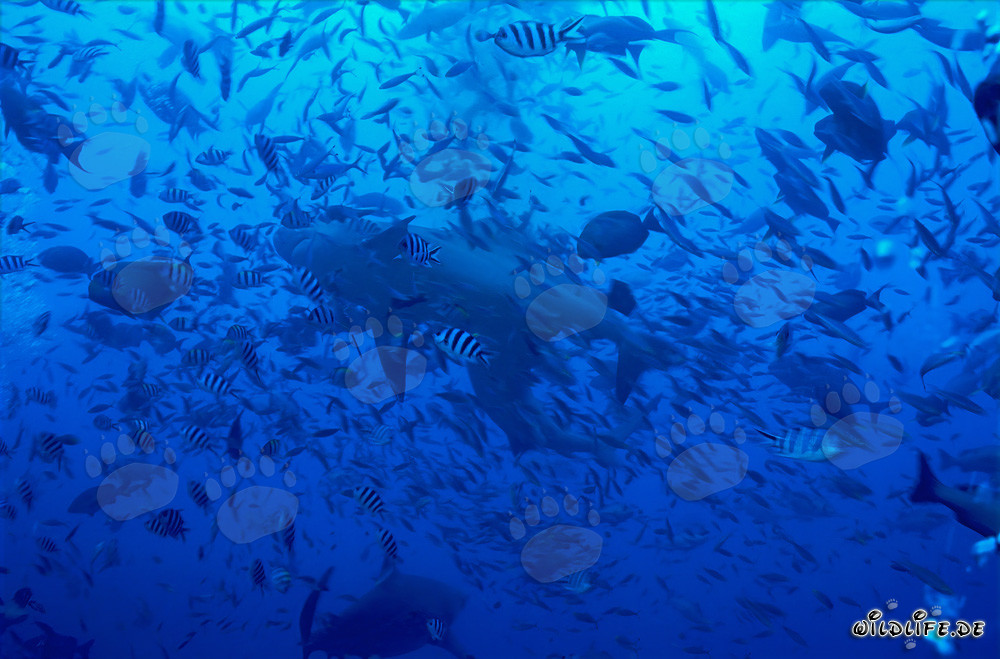 Bullenhai in einer imposanten Fischwand schwimmend