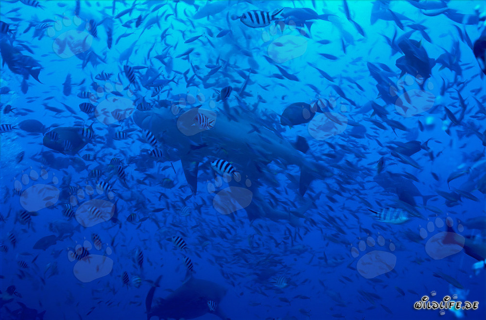 Requin taureau nageant dans un mur de poissons imposant