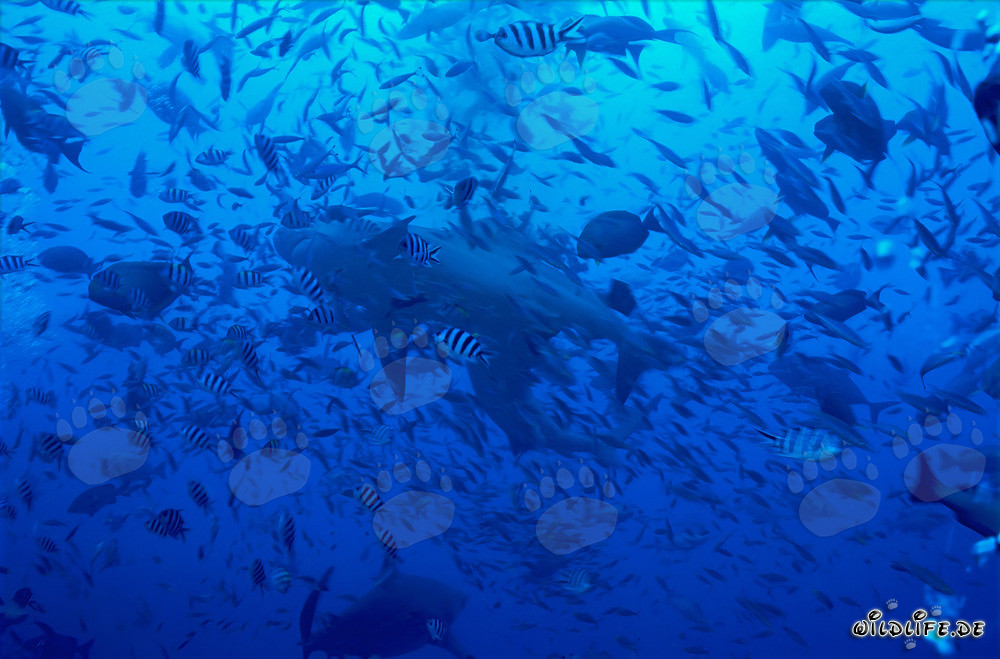 Tiburón toro nadando en un impresionante muro de peces