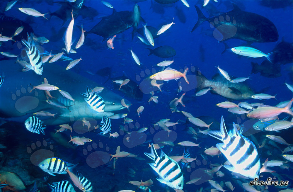 Les poissons de récif nagent devant un majestueux requin taureau