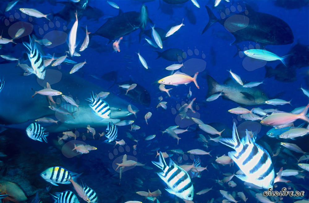 Reef fish swimming in front of majestic bull shark