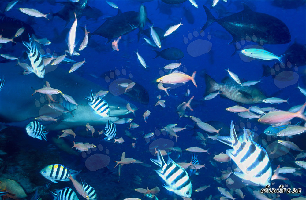 Rifffische schwimmen vor majestätischem Bullenhai