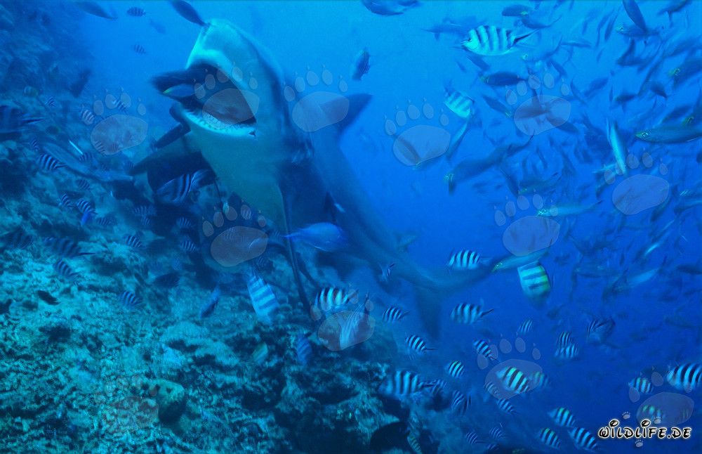 Bull shark takes the bait in crystal clear water