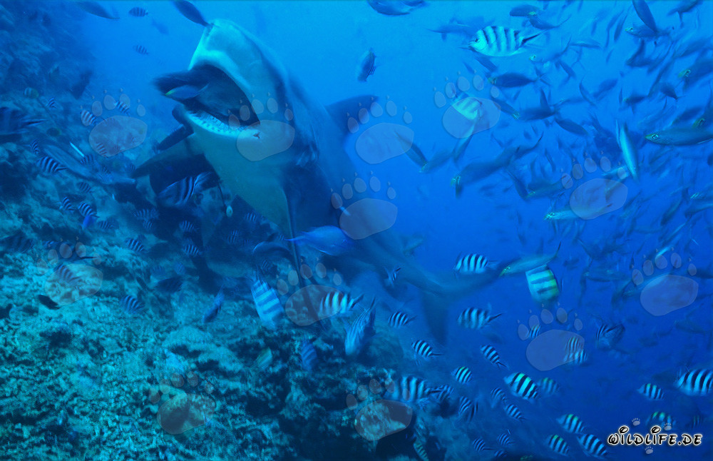 Requin taureau dévorant sa proie dans une eau cristalline