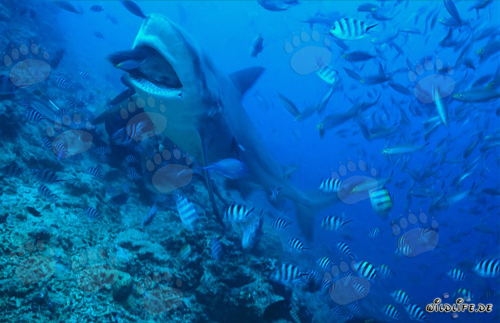 Squalo toro che divora la preda in acque cristalline