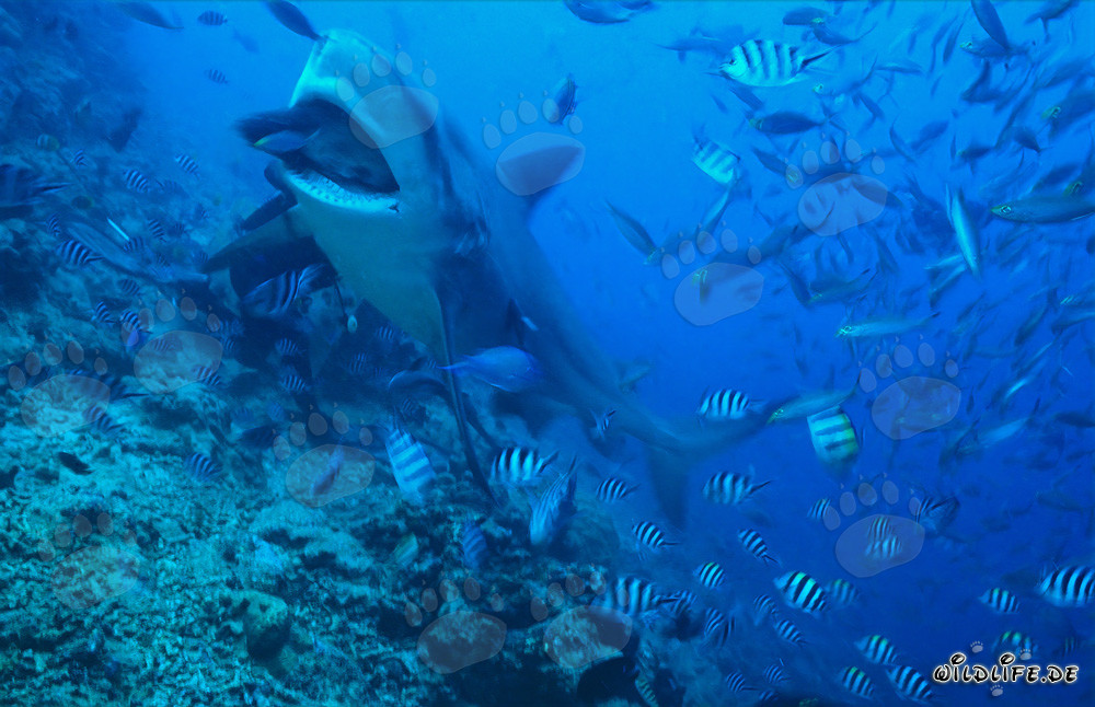 Tiburón toro devorando presa en aguas cristalinas