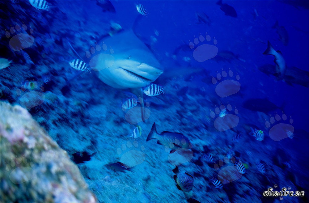 Impressive Bull Shark swimming directly towards the viewer