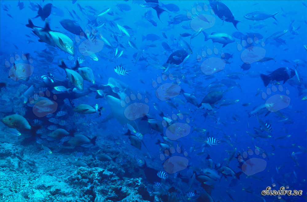 Bullenhai nimmt Köderfisch - Majestätisches Raubtier der Meere