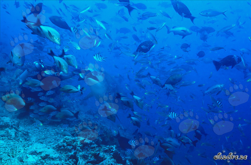 Tiburón toro atrapa cebo - Majestuoso depredador de los mares