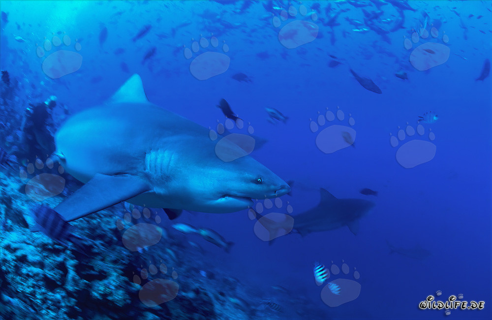 Bull shark swims resolutely towards open sea