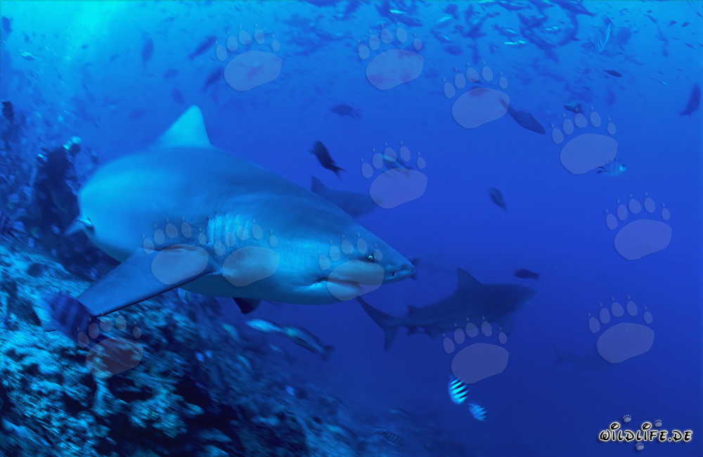 Bullenhai schwimmt entschlossen Richtung offenes Meer