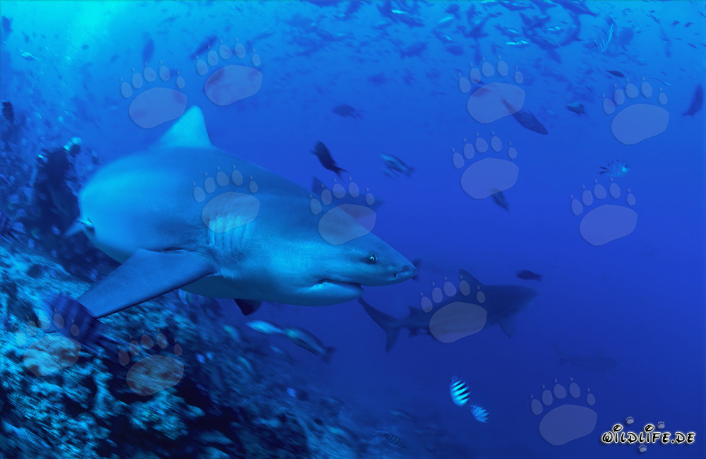 Requin taureau nage résolument vers l'océan ouvert