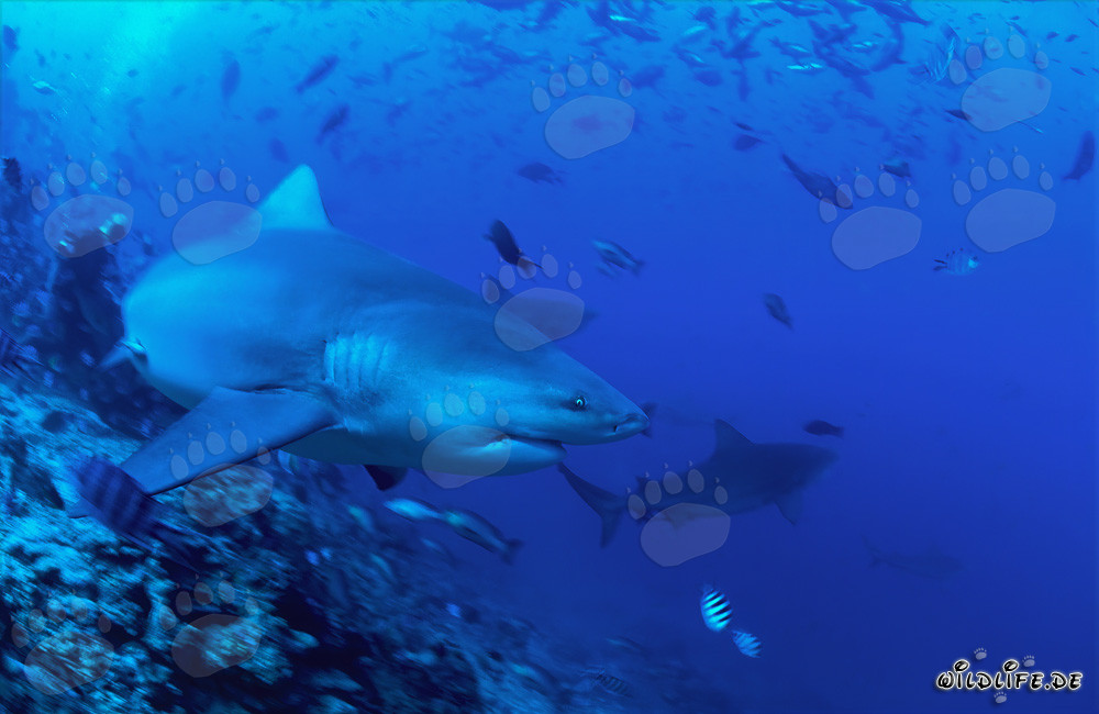 Squalo toro nuota risolutamente verso il mare aperto