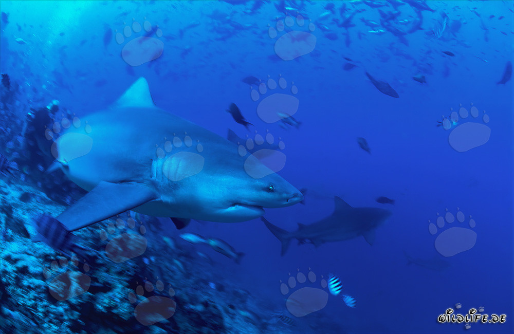 Tiburón toro nada decididamente hacia el mar abierto