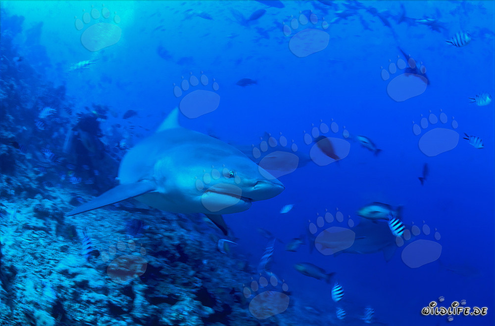 Requin Taureau Impressionnant sur la Pente du Récif dans la Lagune de Beqa, Fidji