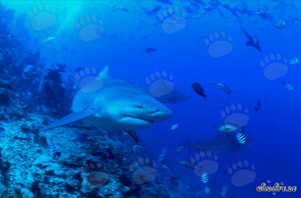 Impressionante squalo toro sul pendio della barriera corallina nella Laguna di Beqa, Figi