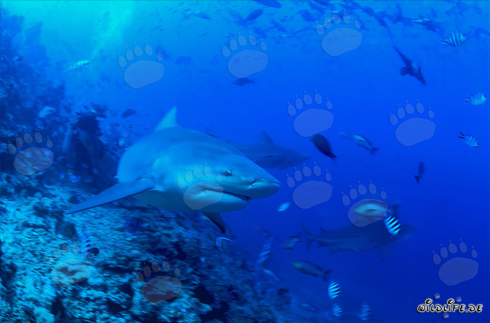 Impresionante tiburón toro en el borde del arrecife en la Laguna de Beqa, Fiji