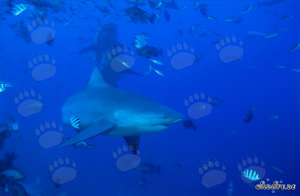 Three majestic Bull sharks swimming in open water