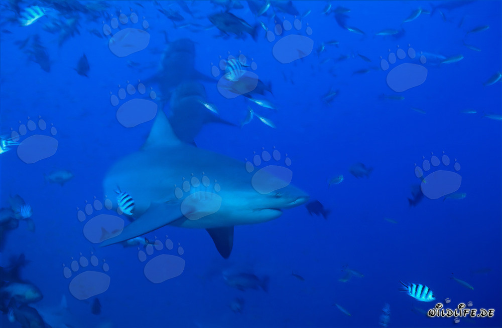 Trois majestueux requins taureaux nagent en eau libre