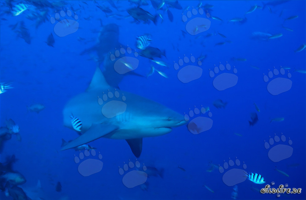 Tres majestuosos tiburones toro nadan en aguas abiertas
