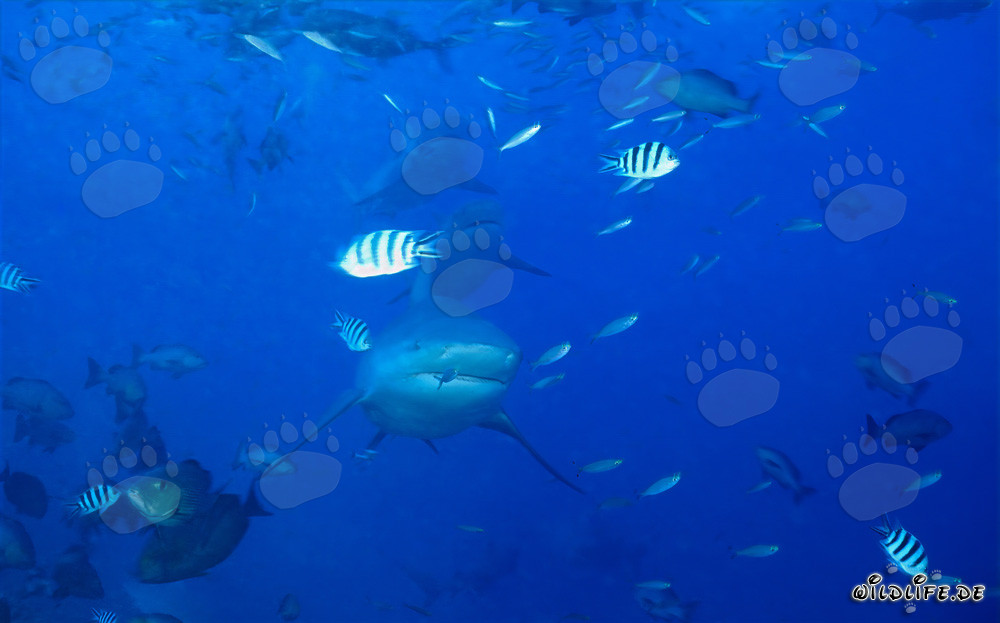Impressive Bull Shark Formation