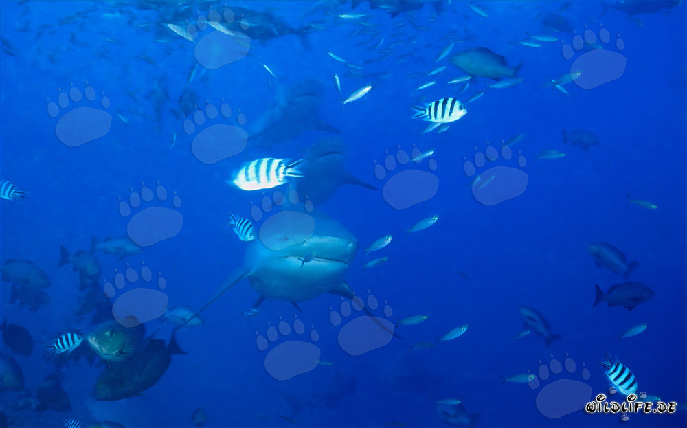 Impresionante formación de tiburones toro