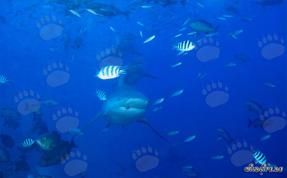 Formation impressionnante de requins taureaux