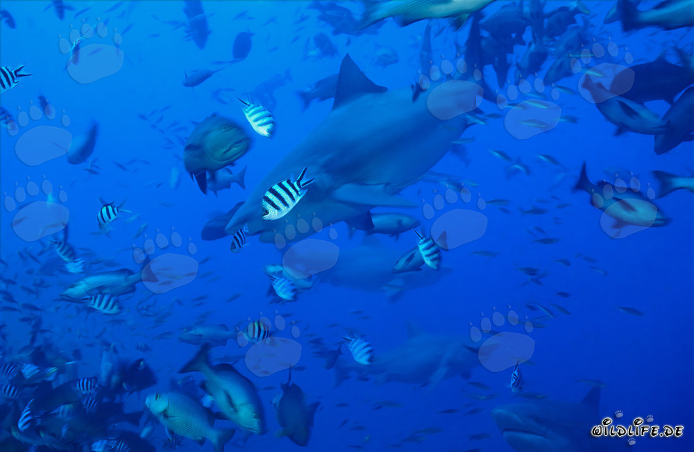 Fascinating bull sharks swimming in a concentration of fish