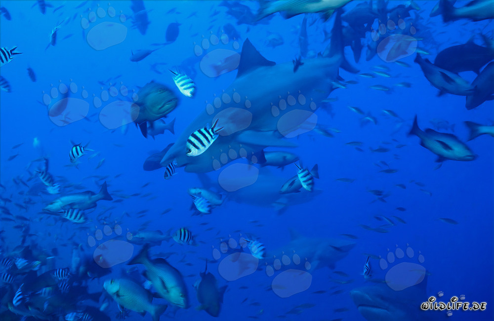 Requins taureaux fascinants nageant parmi un banc de poissons