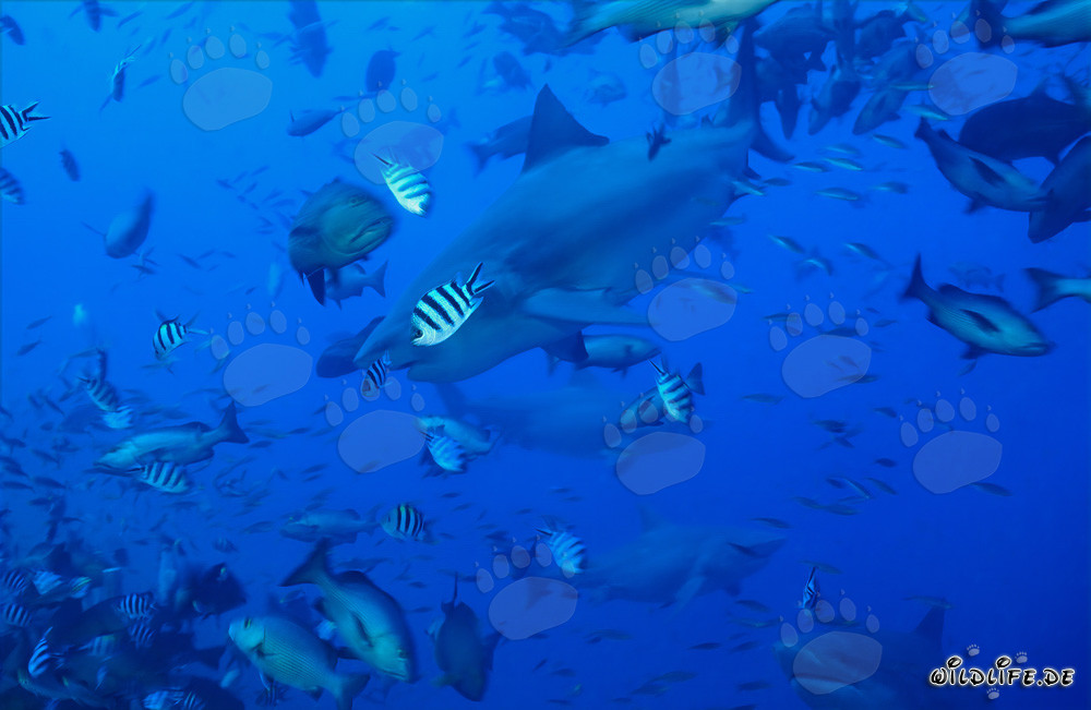 Fascinantes tiburones toro nadando entre un cardumen de peces