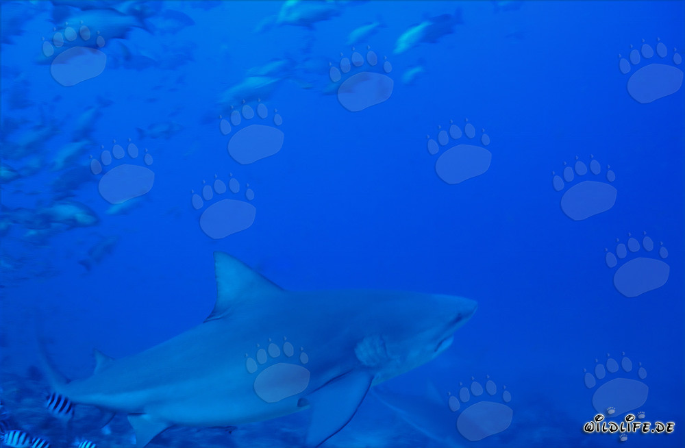 Bull shark swimming decisively towards the open sea