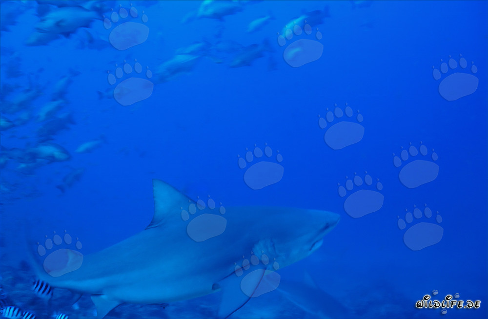 Tiburón toro nada decididamente hacia el mar abierto