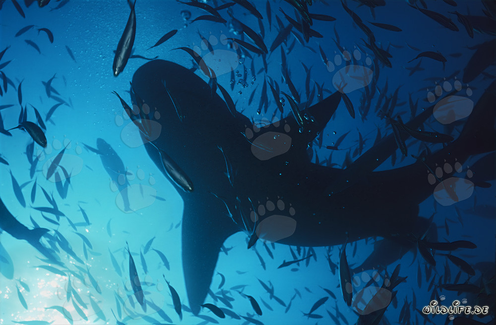 Majestic Bull Shark Swimming in Backlight