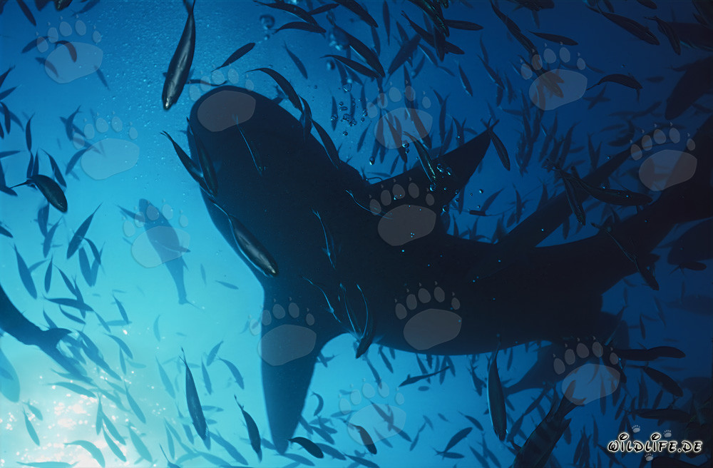 Requin taureau majestueux nage dans la lumière diffuse