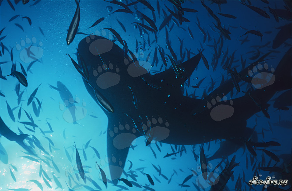 Maestoso squalo toro nuota contro luce