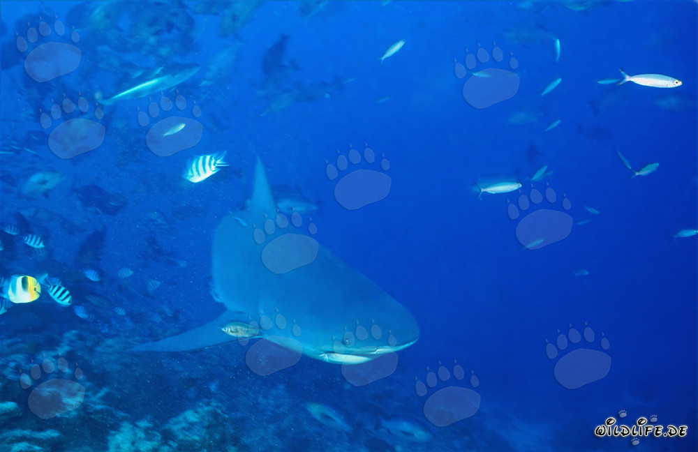 Bull Shark in the Beqa Lagoon