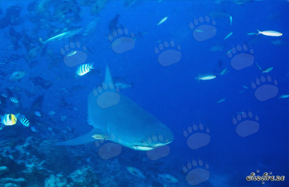 Tiburón toro en la laguna de Beqa