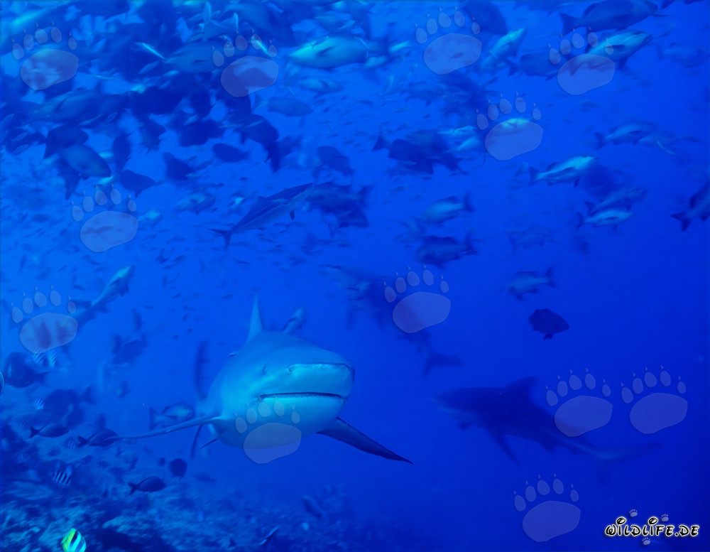 Bull sharks at the reef edge