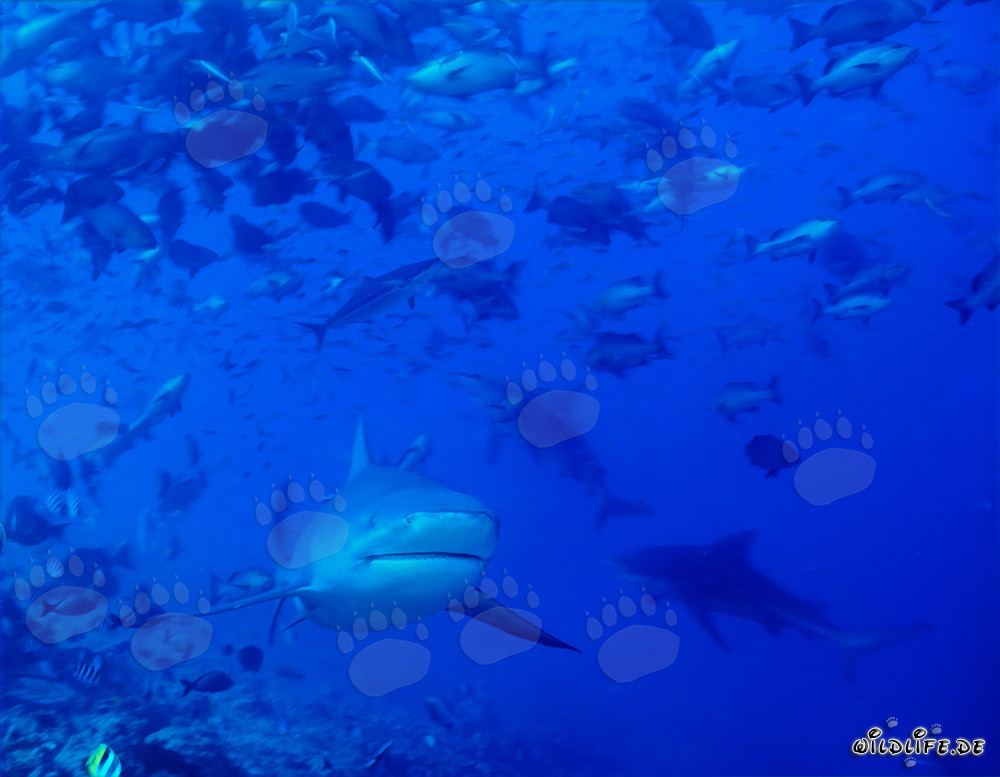 Tiburones toro en el desfiladero del arrecife