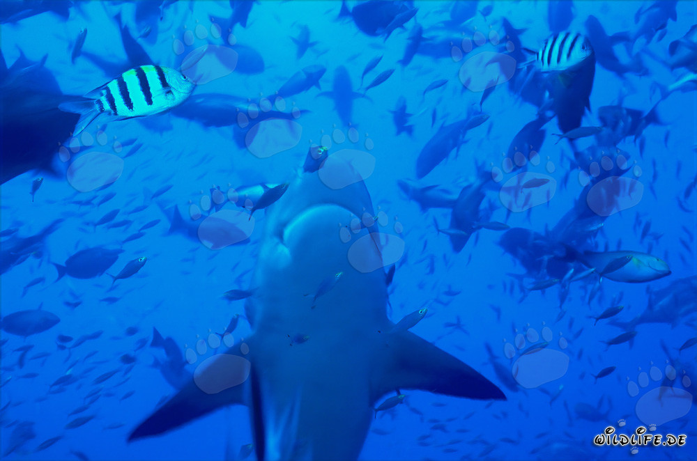 Majestic bull shark swimming vertically up in the waters of Fiji