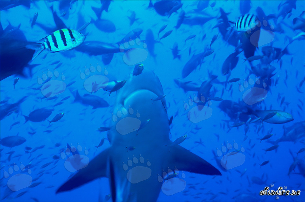 Requin taureau majestueux en ascension verticale dans les eaux de Fidji